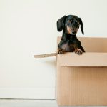 dog in moving box